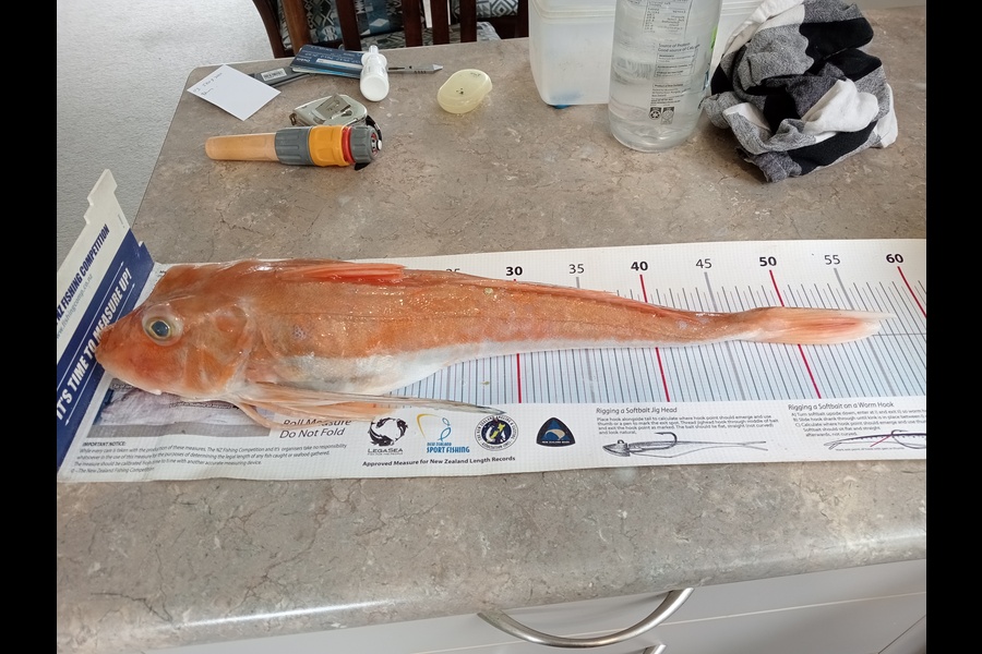 Jeff Holden caught this 54.0cm Gurnard at Nelson/Marlborough during The Export NZ Fishing Competition
