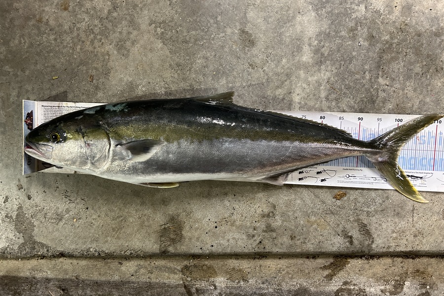 Johnny Huynen caught this 100.5cm Kingfish at Wellington during The Export NZ Fishing Competition