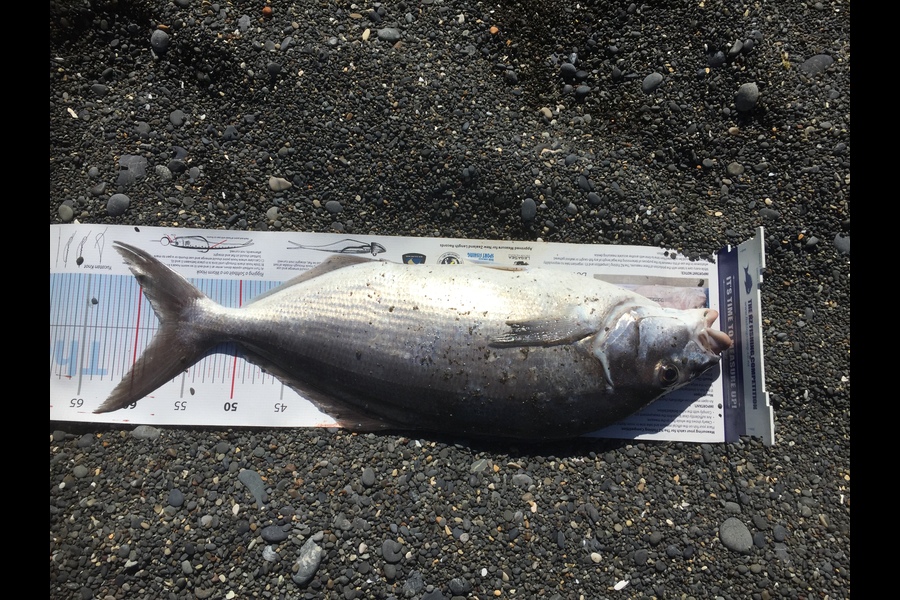 Peter Jones caught this 57.0cm Blue Moki at Nelson/Marlborough during The Export NZ Fishing Competition