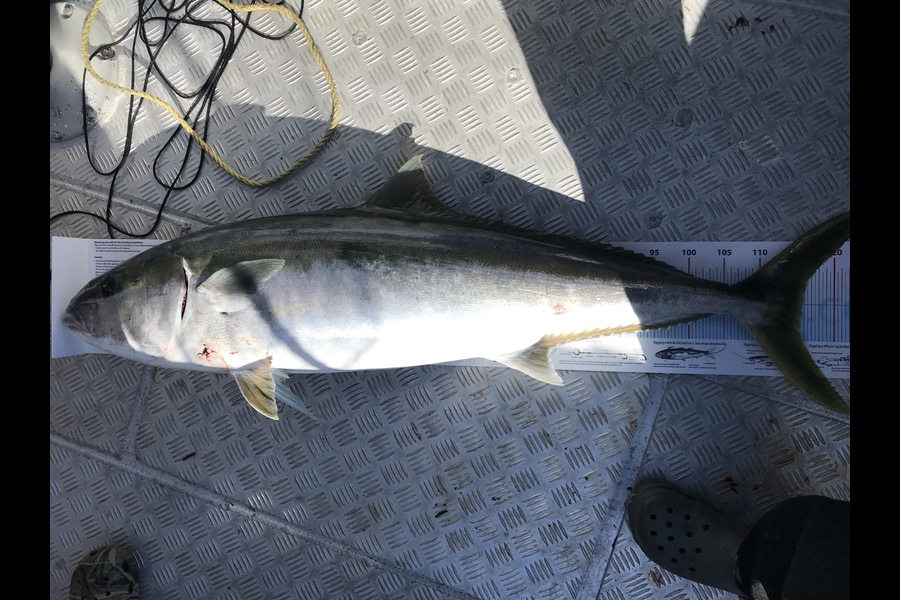 Damian  Twomey  caught this 116.0cm Kingfish at Wellington during The Export NZ Fishing Competition