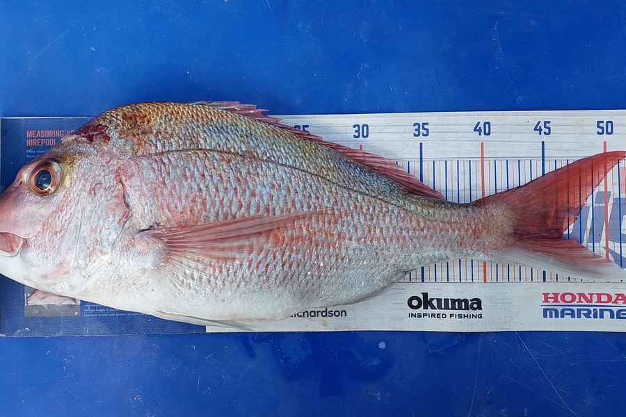 Sarah Jolliffe caught this 46.0cm Snapper at Auckland during The Export NZ Fishing Competition