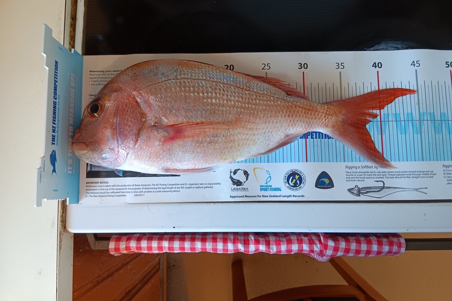 Simon Adamson caught this 38.0cm Snapper at Auckland during The Export NZ Fishing Competition