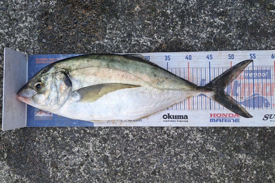 Harry Kovacs caught this 48.0cm Trevally at Wellington during The Export NZ Fishing Competition