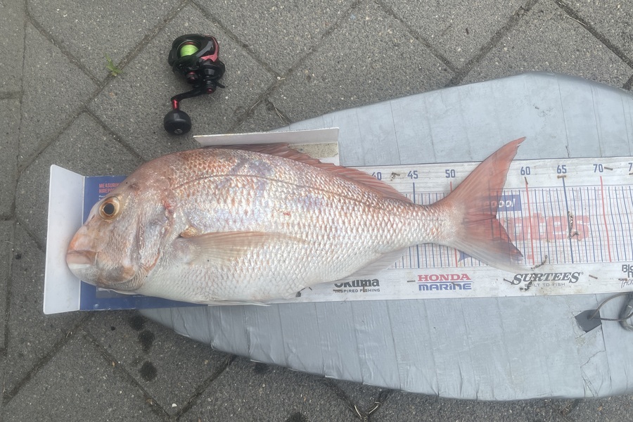 Graeme Duncan caught this 55.5cm Snapper at Coromandel during The Export NZ Fishing Competition