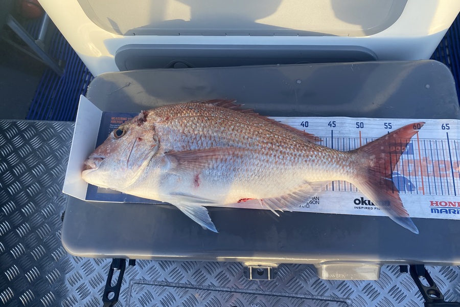 Mark Hinge caught this 55.0cm Snapper at Northland during The Export NZ Fishing Competition