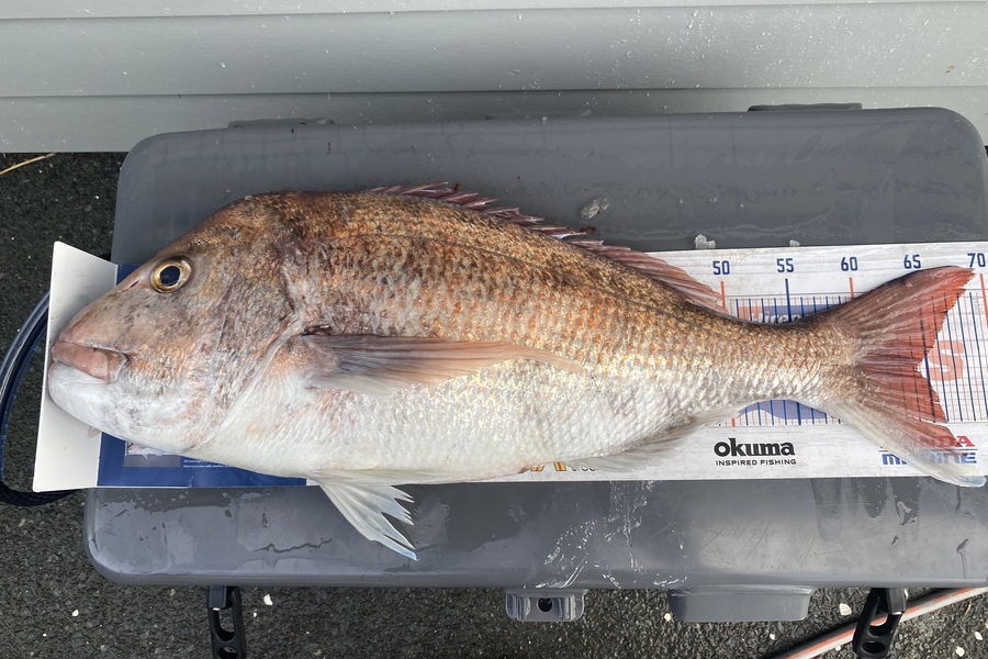 Mark Hinge caught this 64.0cm Snapper at Northland during The Export NZ Fishing Competition