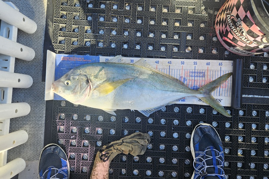 David Kovacs caught this 61.5cm Trevally at Wellington during The Export NZ Fishing Competition
