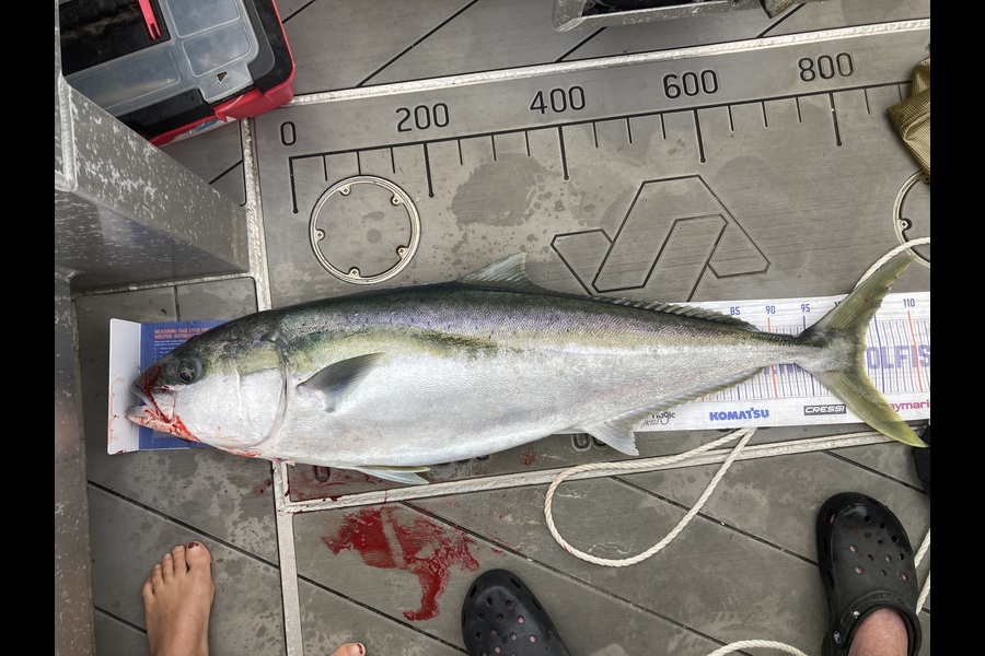 David Monagan caught this 102.5cm Kingfish at Hawkes Bay during The Export NZ Fishing Competition
