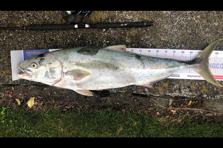 Graeme Mckay caught this 116.0cm Kingfish at East Cape during The Export NZ Fishing Competition