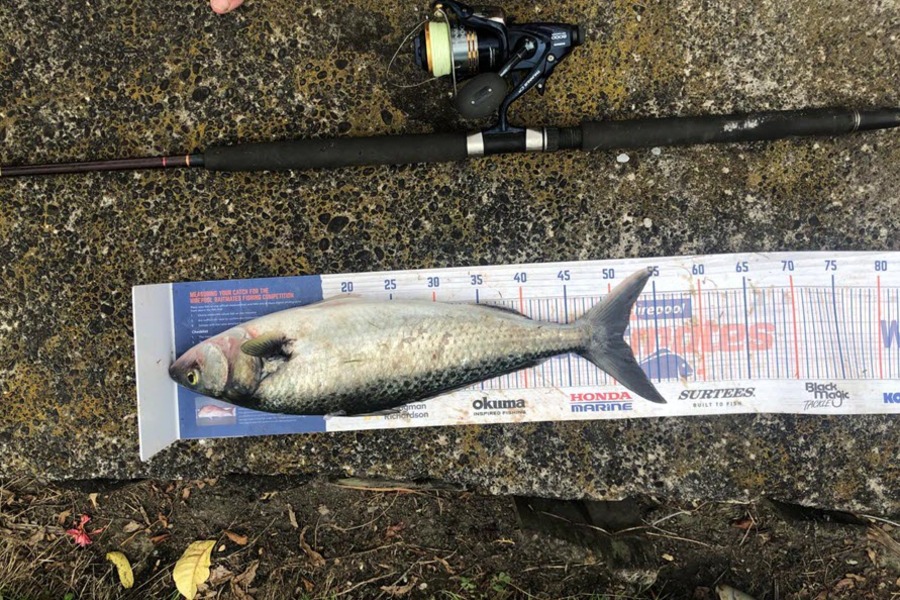 Graeme Mckay caught this 51cm Kahawai at East Cape during The Export NZ Fishing Competition