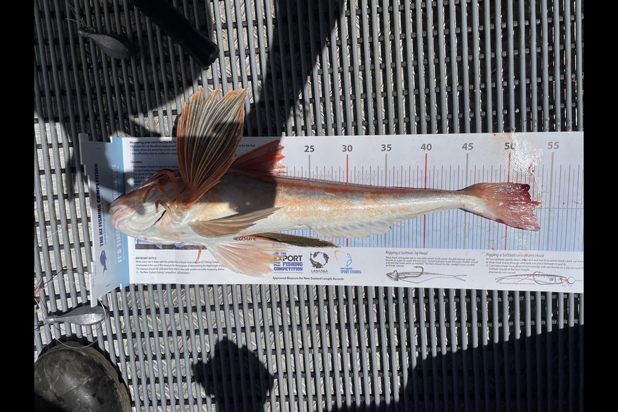 Clarissa Bruning caught this 53.0cm Gurnard at Nelson/Marlborough during The Export NZ Fishing Competition