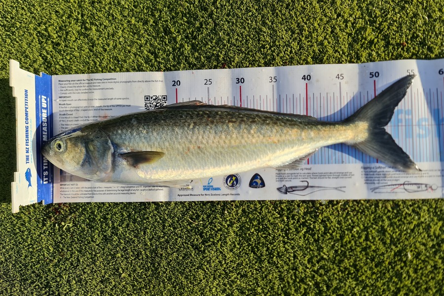 Hendrik Klopper caught this 51.0cm Kahawai at Northland during The Export NZ Fishing Competition