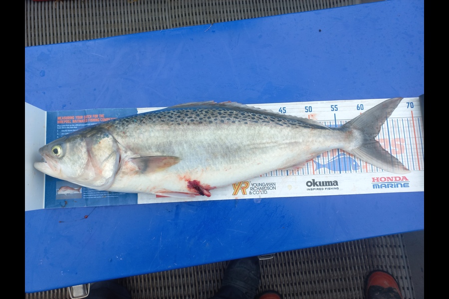 Brett Rigby caught this 62.0cm Kahawai at Hawkes Bay during The Export NZ Fishing Competition