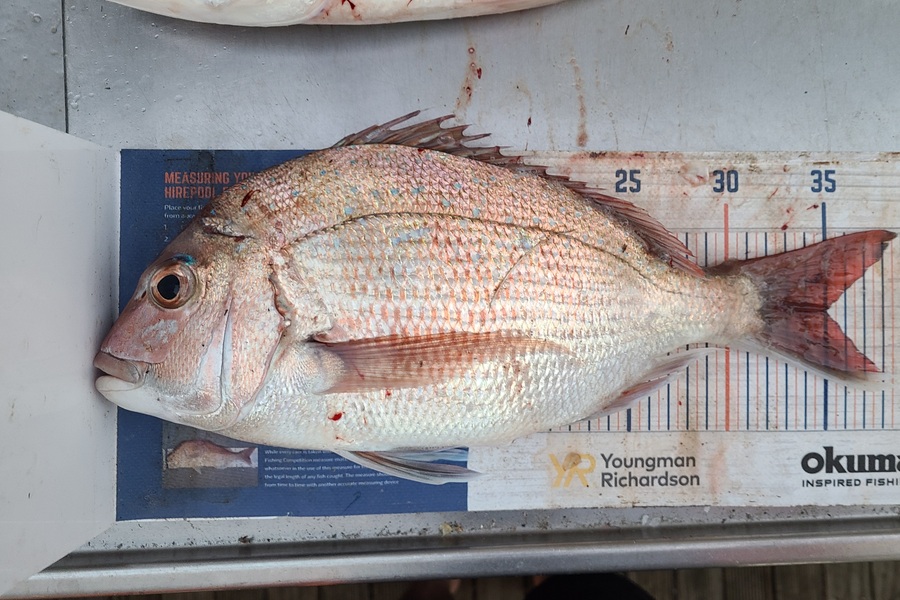 Jordan Boyd caught this 35.0cm Snapper at Wellington during The Export NZ Fishing Competition