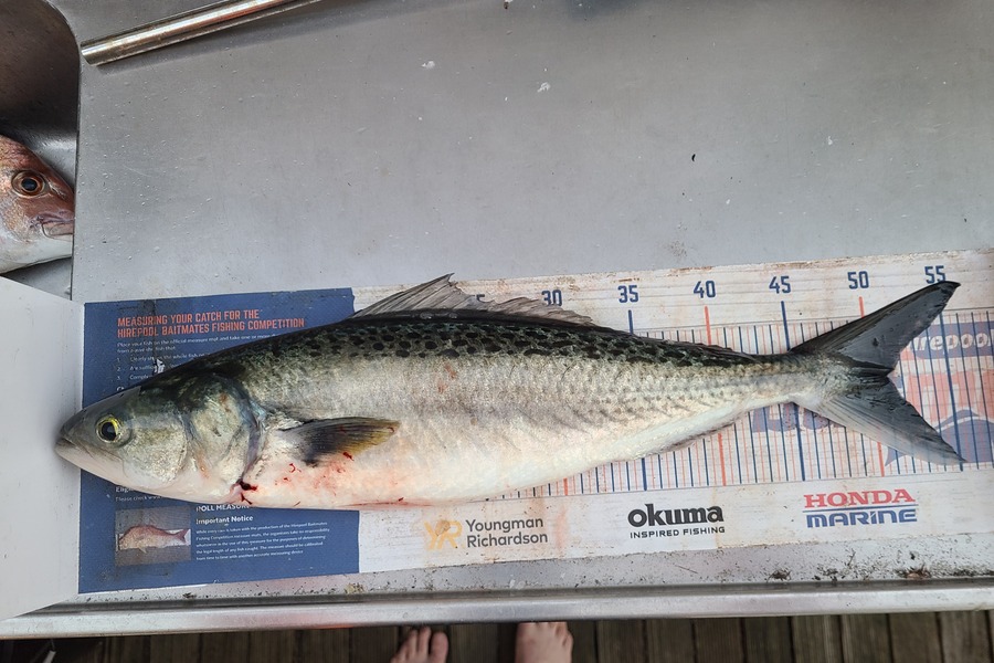 Jordan Boyd caught this 51.0cm Kahawai at Wellington during The Export NZ Fishing Competition