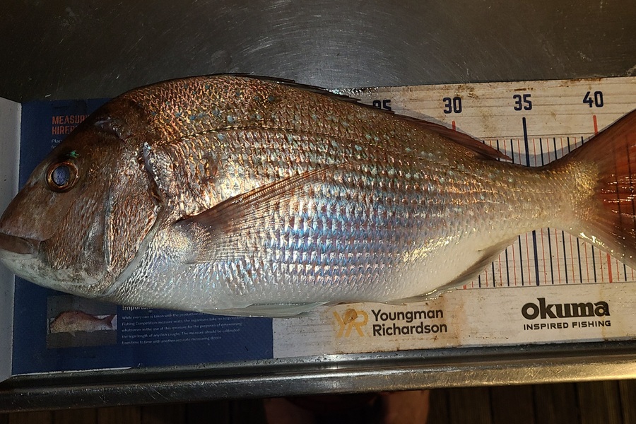 Jordan Boyd caught this 43.0cm Snapper at Wellington during The Export NZ Fishing Competition
