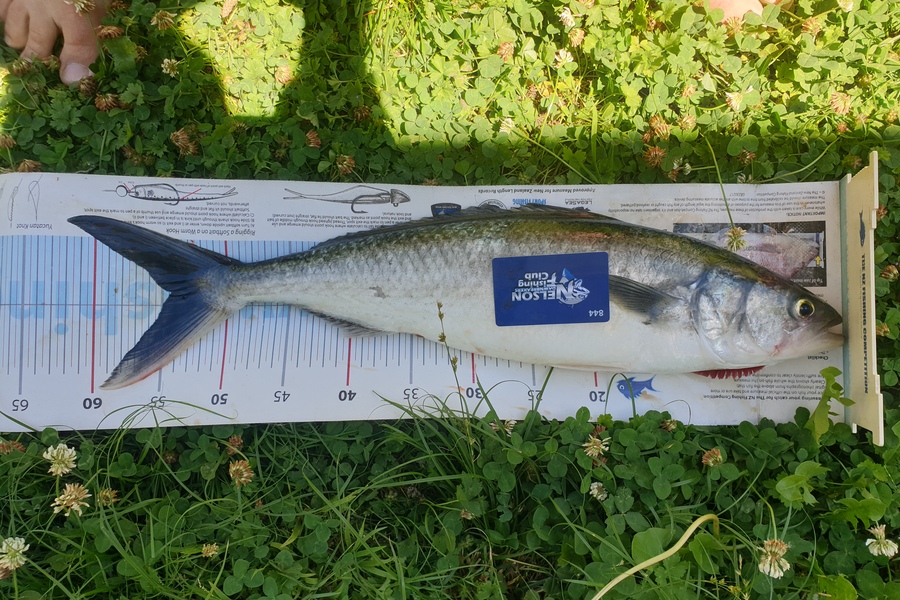 Gareth  Nicholson  caught this 54.0cm Kahawai at Nelson/Marlborough during The Export NZ Fishing Competition