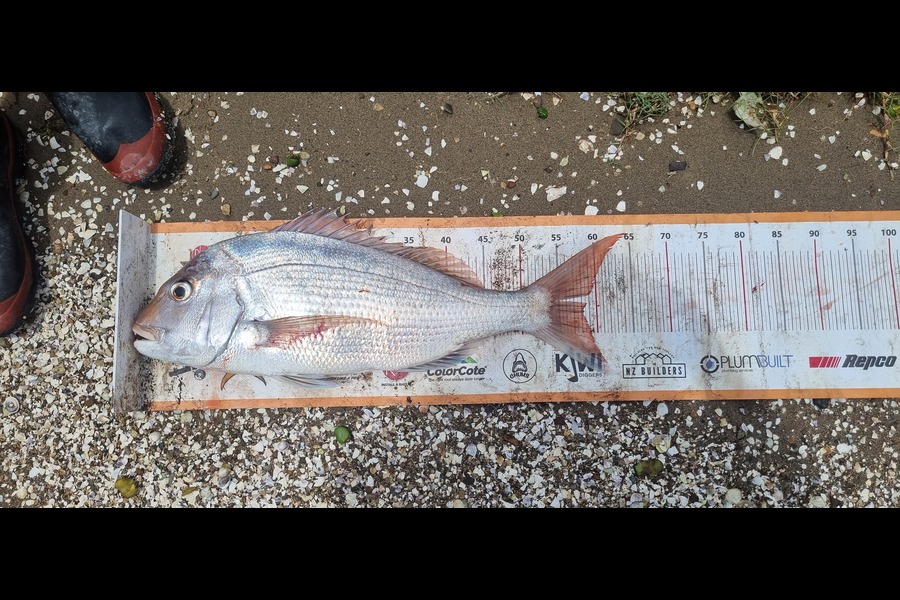 Shane Parker caught this 58.0cm Snapper at Auckland during The Export NZ Fishing Competition