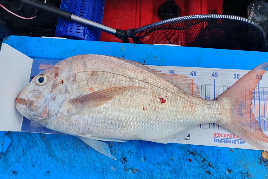 Dan Musson caught this 53.0cm Snapper at Wellington during The Export NZ Fishing Competition