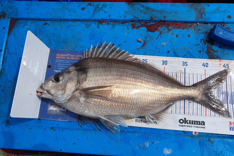 Dan Musson caught this 41.5cm Tarakihi at Wellington during The Export NZ Fishing Competition