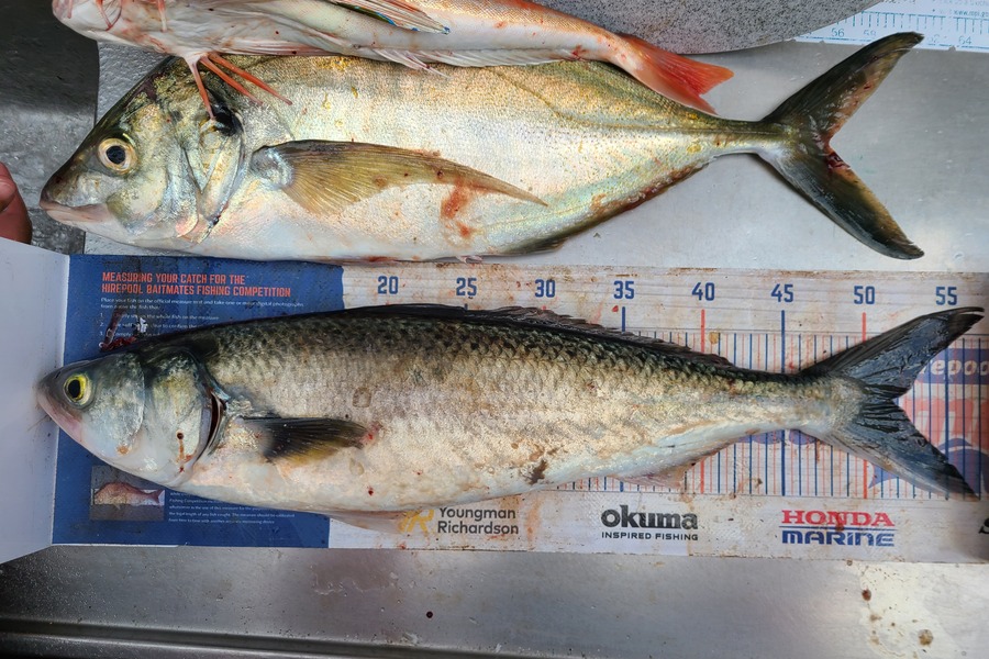 Jordan Boyd caught this 51.5cm Kahawai at Wellington during The Export NZ Fishing Competition