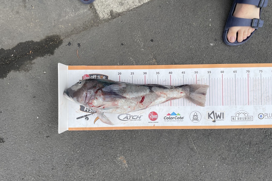 Matt Vieceli caught this 53.5cm Blue Cod at Canterbury during The Export NZ Fishing Competition