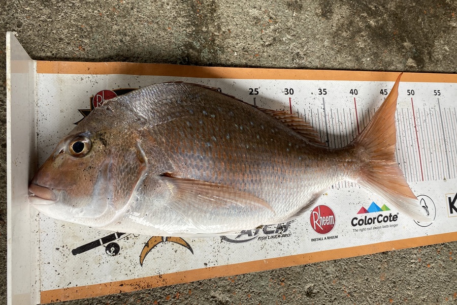 Dale Hemi caught this 45.5cm Snapper at Wairarapa
 during The Export NZ Fishing Competition
