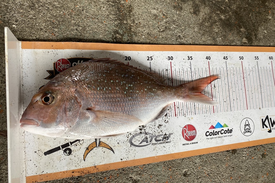 Dale Hemi caught this 37.0cm Snapper at Wairarapa
 during The Export NZ Fishing Competition