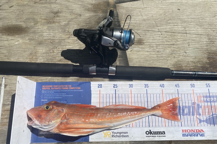 Ryan Mitchell caught this 44.0cm Gurnard at Nelson/Marlborough during The Export NZ Fishing Competition