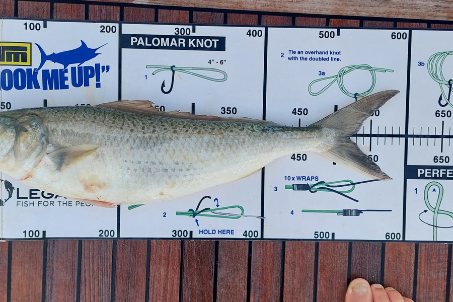Barry  Howard caught this 52.0cm Kahawai at Nelson/Marlborough during The Export NZ Fishing Competition
