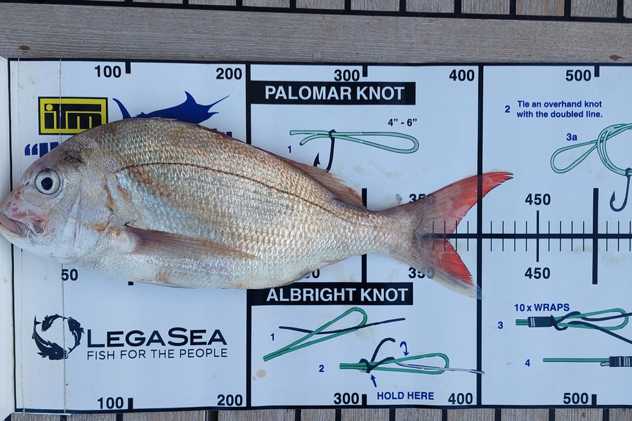 Barry  Howard caught this 37.0cm Snapper at Nelson/Marlborough during The Export NZ Fishing Competition