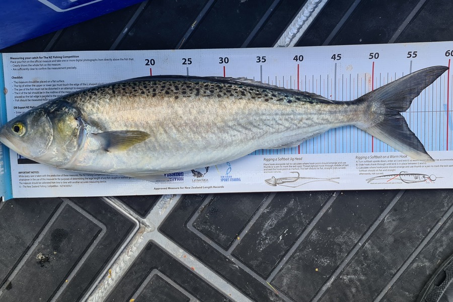 Scott Bassett caught this 53.5cm Kahawai at Wellington during The Export NZ Fishing Competition