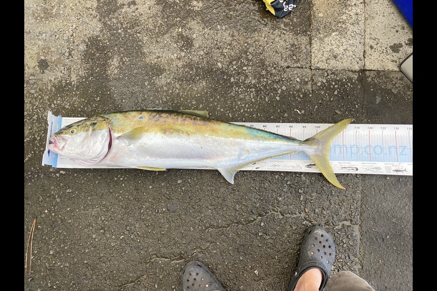 Tony Flowers caught this 104.5cm Kingfish at Wellington during The Export NZ Fishing Competition