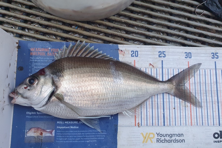 Dan Musson caught this 29.0cm Tarakihi at Wellington during The Export NZ Fishing Competition
