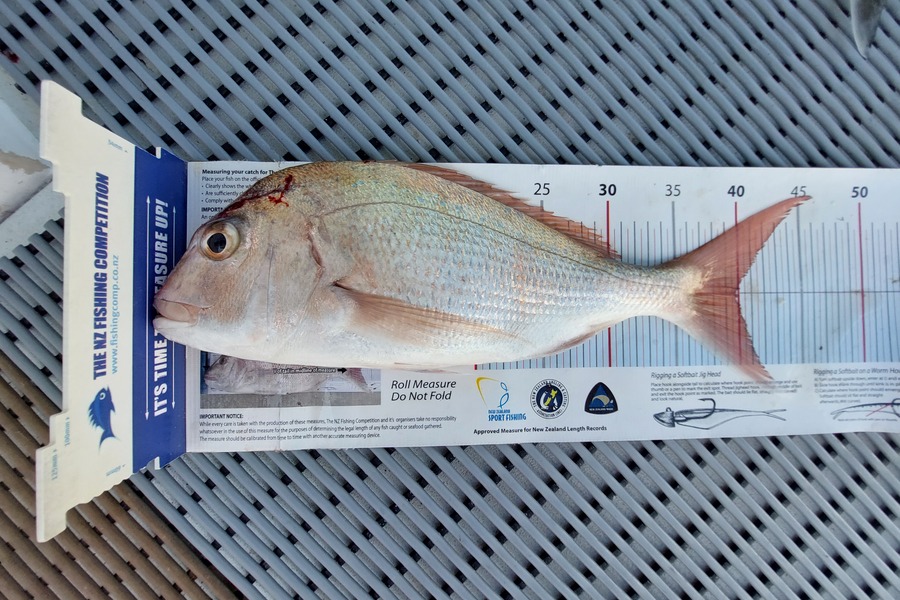 Janet Attwood caught this 40cm Snapper at Northland during The Export NZ Fishing Competition
