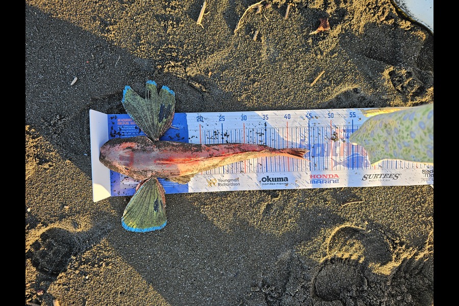 Kieran Fenn caught this 43cm Gurnard at Hawkes Bay during The Export NZ Fishing Competition