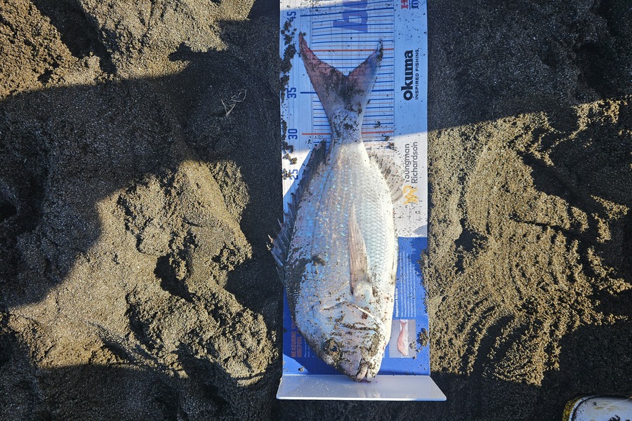 Kieran Fenn caught this 36.5cm Snapper at Hawkes Bay during The Export NZ Fishing Competition