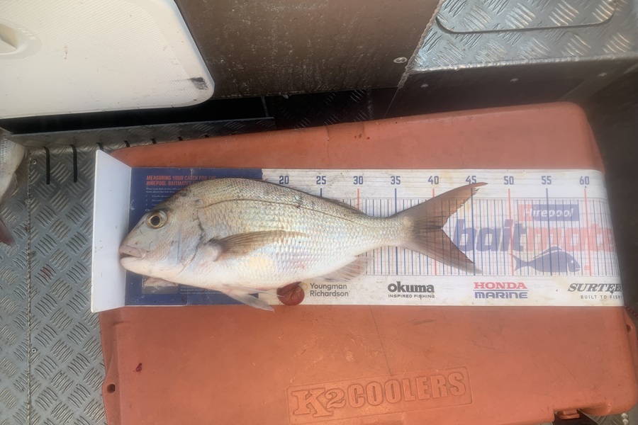 Matt Harrison caught this 40.5cm Snapper at Northland during The Export NZ Fishing Competition