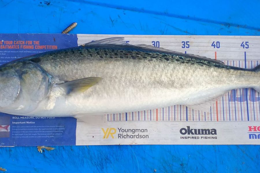 Leigh Page caught this 52.0cm Kahawai at Wellington during The Export NZ Fishing Competition