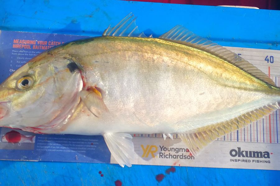 Leigh Page caught this 48.0cm Trevally at Wellington during The Export NZ Fishing Competition