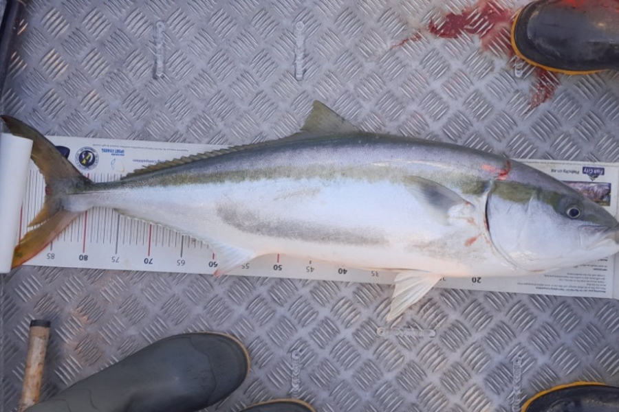 Tony Cottle caught this 86.0cm Kingfish at Nelson/Marlborough during The Export NZ Fishing Competition