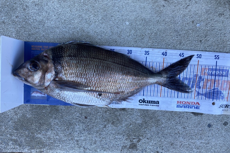 Gary Allan caught this 44.5cm Tarakihi at Wairarapa
 during The Export NZ Fishing Competition