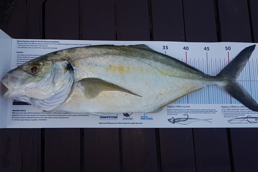 Paul  Alexander caught this 51.0cm Trevally at Northland during The Export NZ Fishing Competition