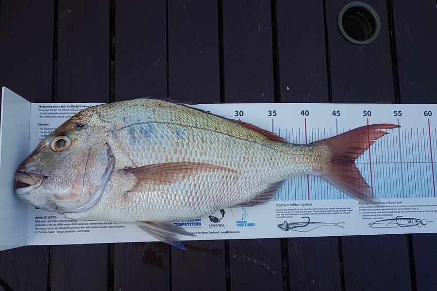 Paul  Alexander caught this 47.0cm Snapper at Northland during The Export NZ Fishing Competition
