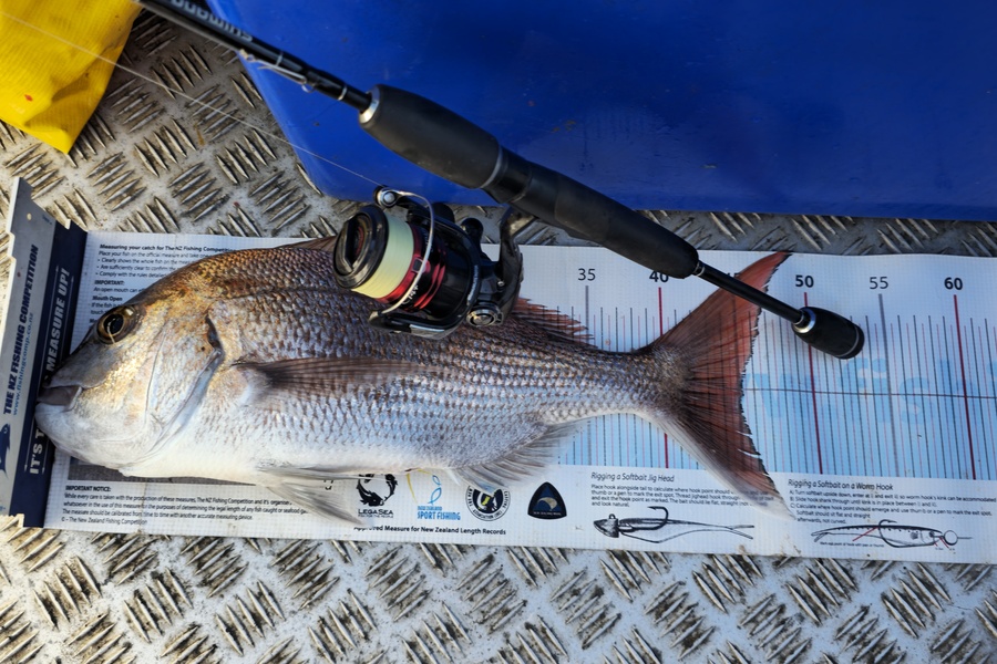 Brian  Gallogly caught this 45.0cm Snapper at Auckland during The Export NZ Fishing Competition