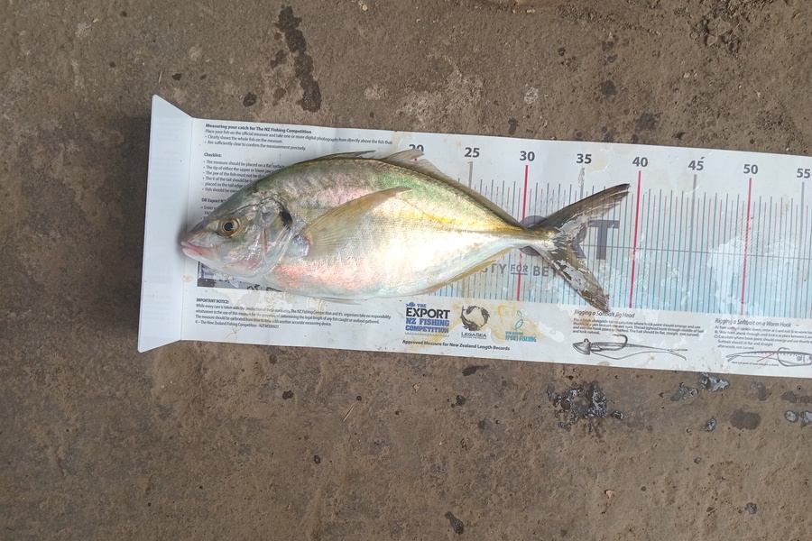 Christian-Ray  Simons  caught this 34.5cm Trevally at Taranaki during The Export NZ Fishing Competition