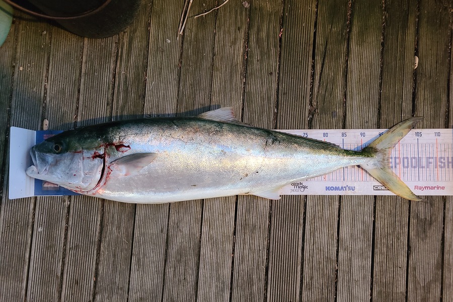 Jordan Boyd caught this 97.5cm Kingfish at Wellington during The Export NZ Fishing Competition