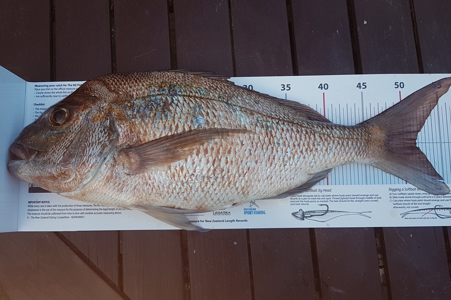 Paul  Alexander caught this 51.5cm Snapper at Northland during The Export NZ Fishing Competition