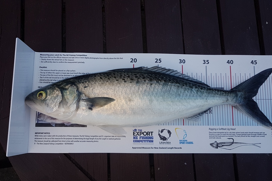 Paul  Alexander caught this 44.0cm Kahawai at Northland during The Export NZ Fishing Competition