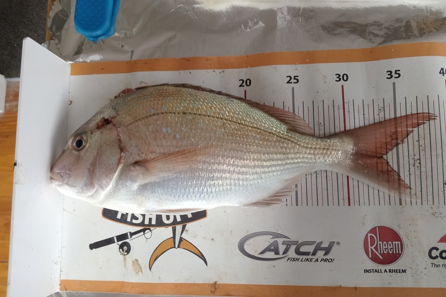 Harry Kovacs caught this 33.5cm Snapper at Wellington during The Export NZ Fishing Competition